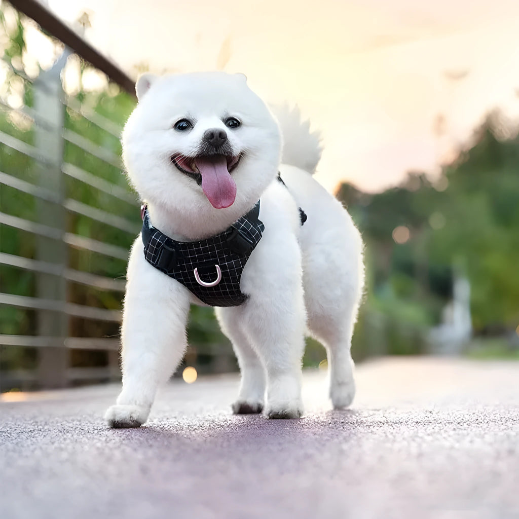 Nylon dog chest harness with built-in LED light in multiple colour options on size chart.