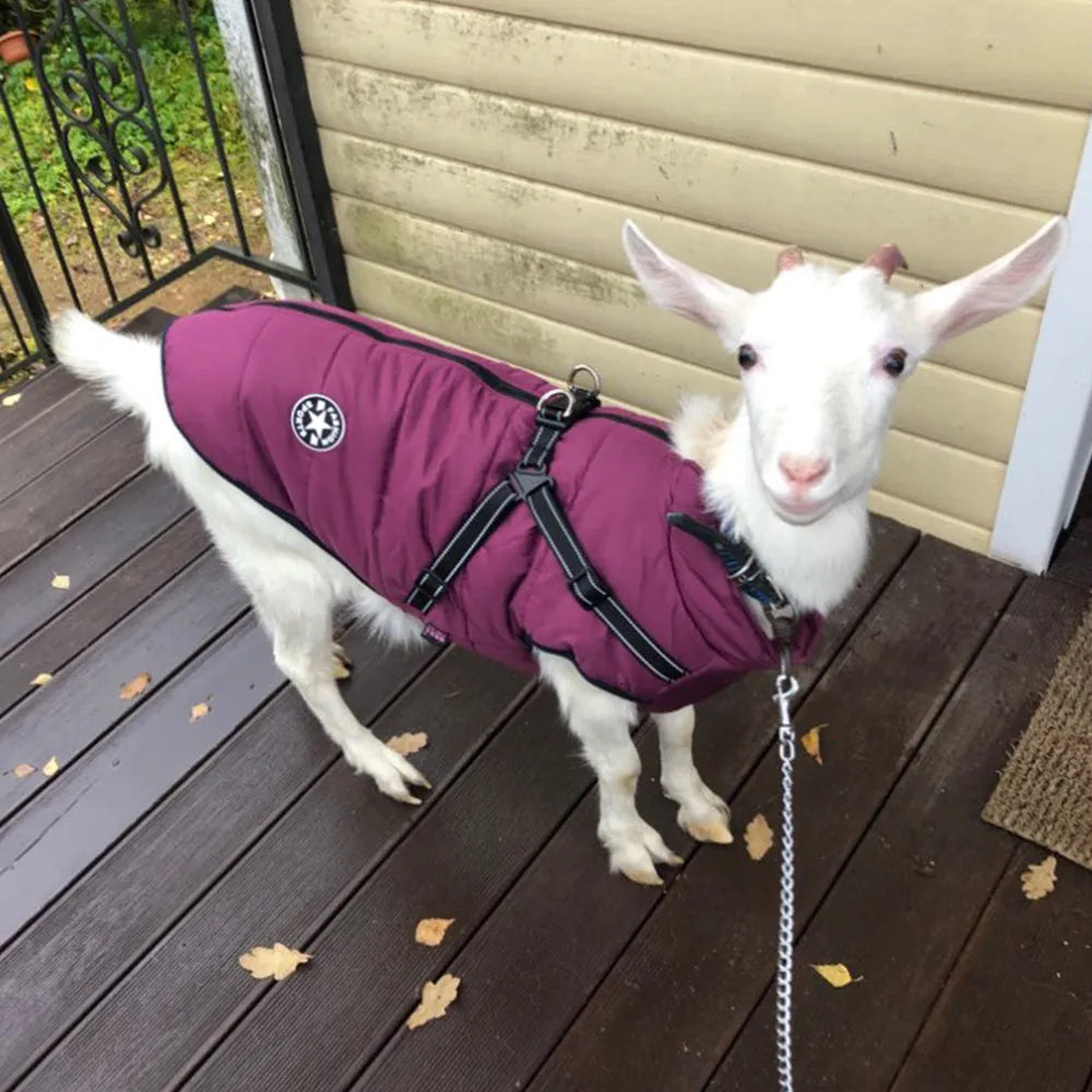 Waterproof dog coat with integrated harness in rain silk fabric for medium to large breeds