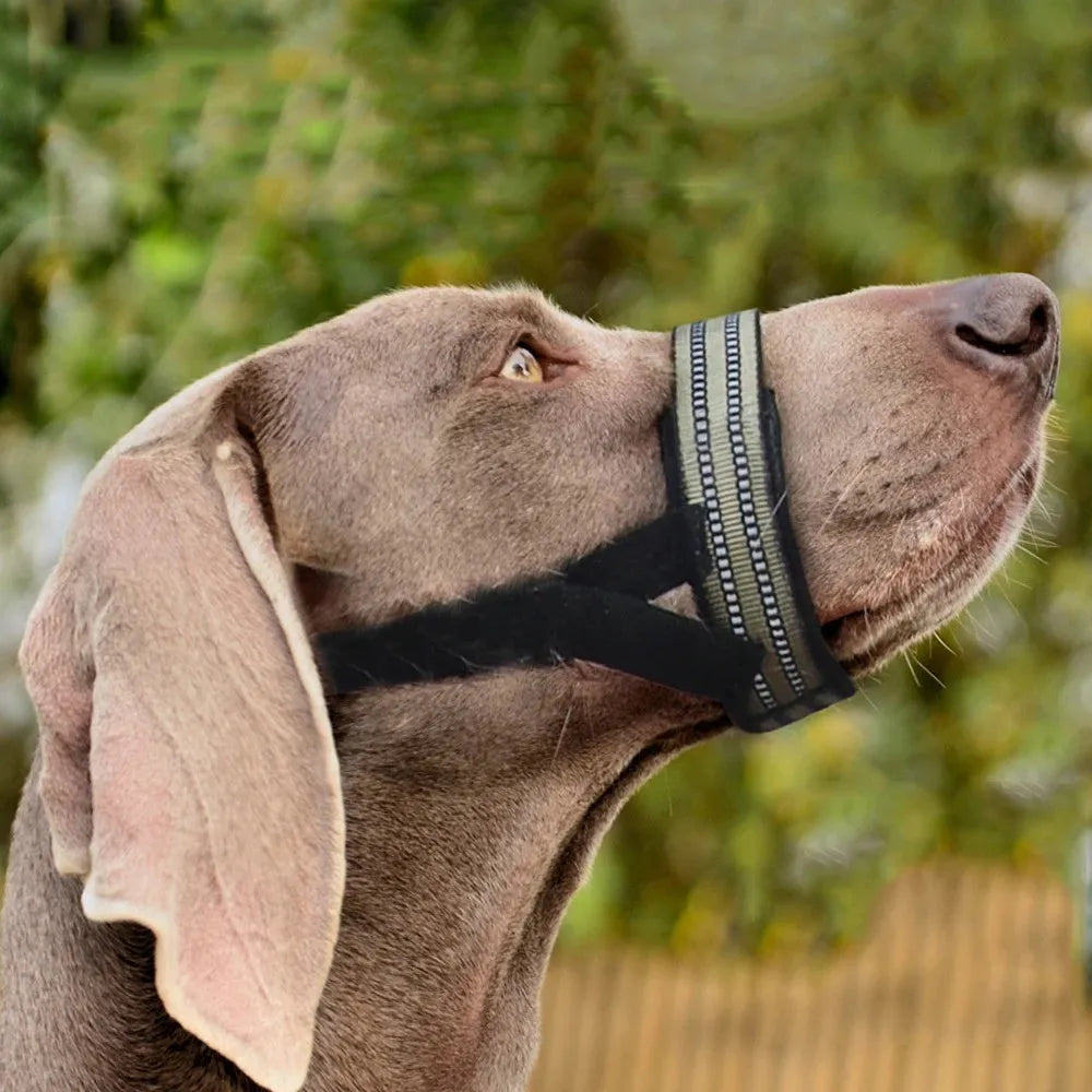 Adjustable reflective dog muzzle in blue shown on a large breed dog, with straps fastened.