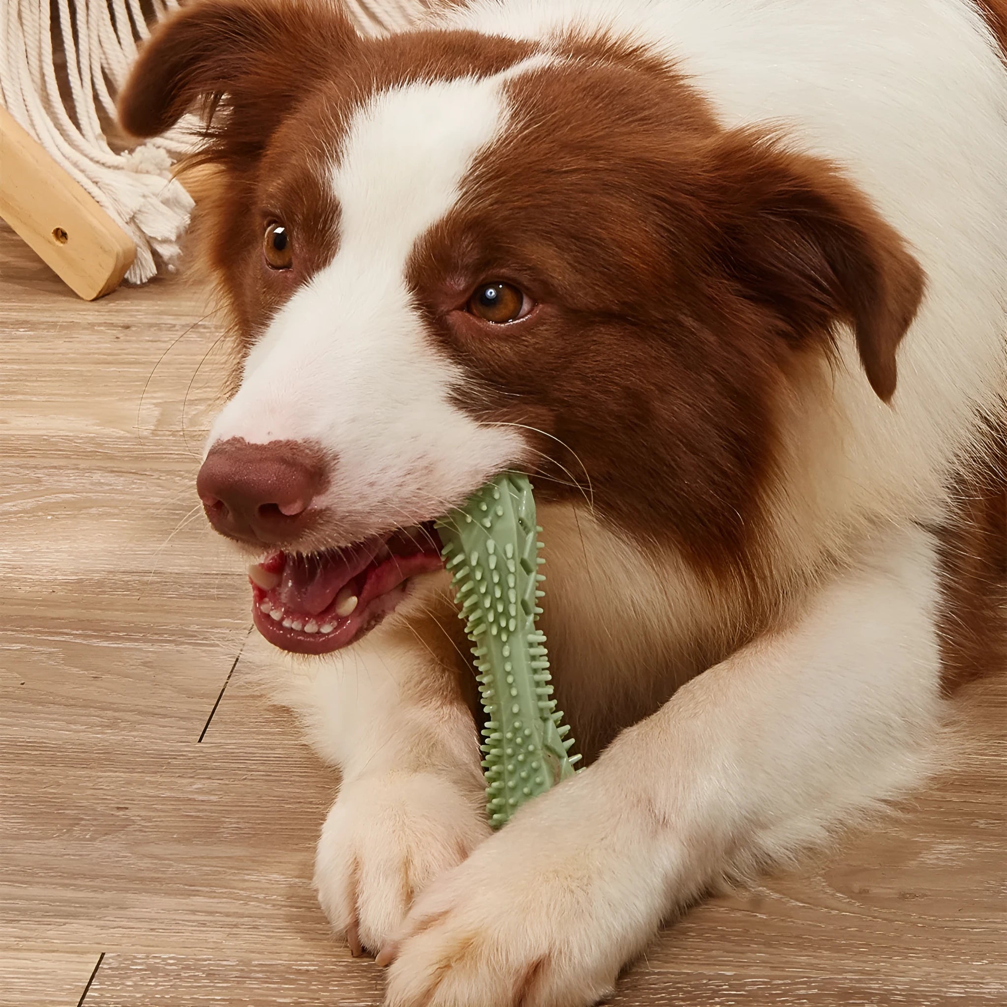 Blue TPR dog chew toy with hexagon shape and serrated surface for teeth cleaning