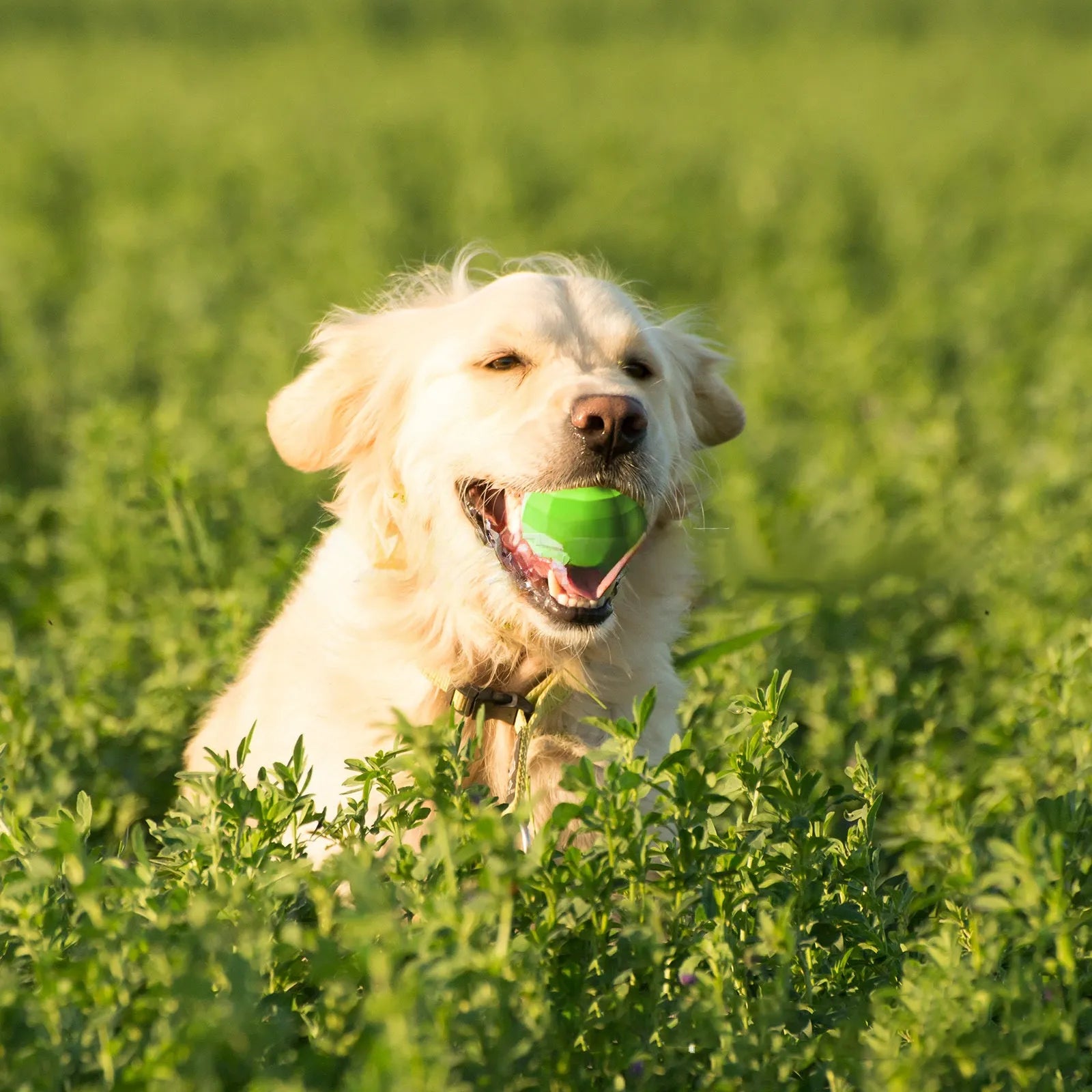 Green natural rubber squeaky dog toy ball for large breed aggressive chewers