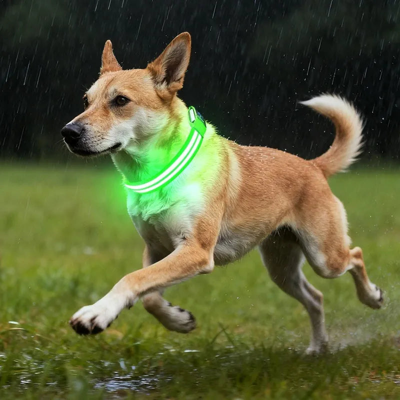 Shiny nylon dog collar with double fiber and luminous modes in blue, green, and red options on a pet