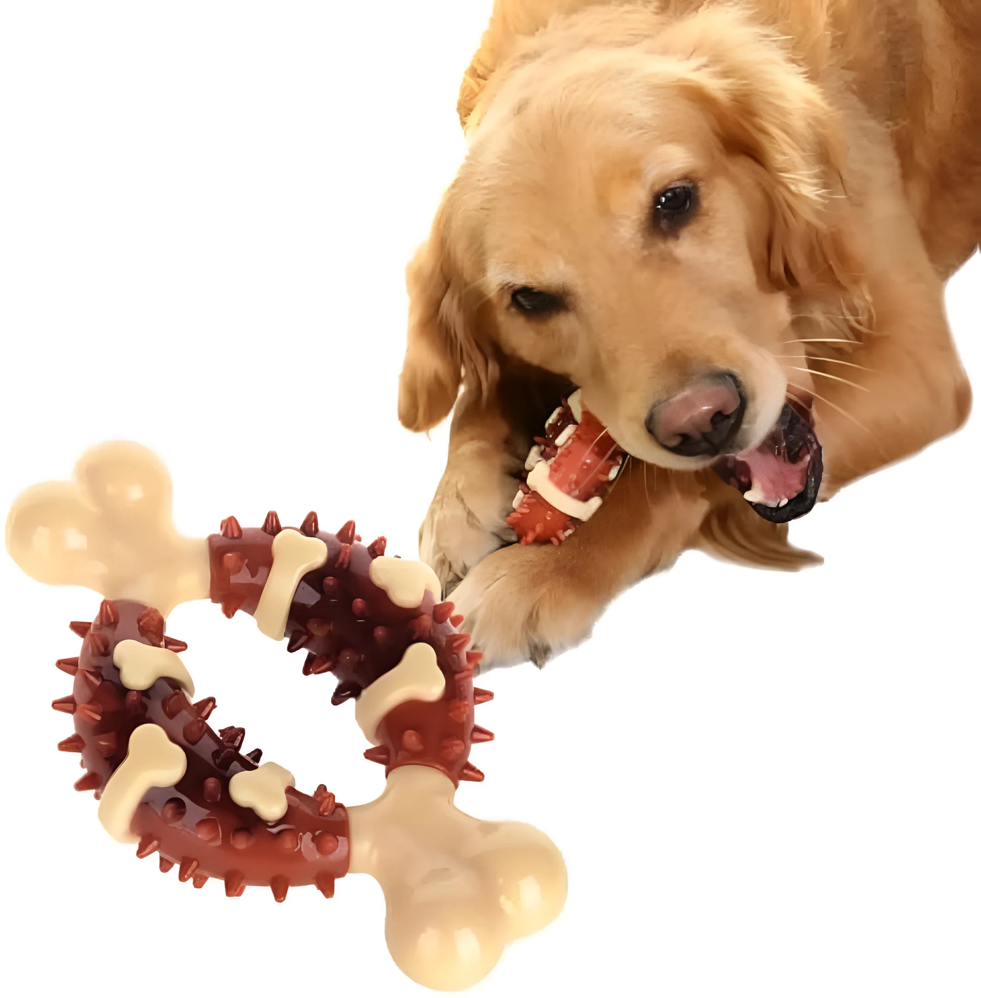Bone-shaped natural rubber dog molar chew toy for teeth grinding, shown in large and small sizes.