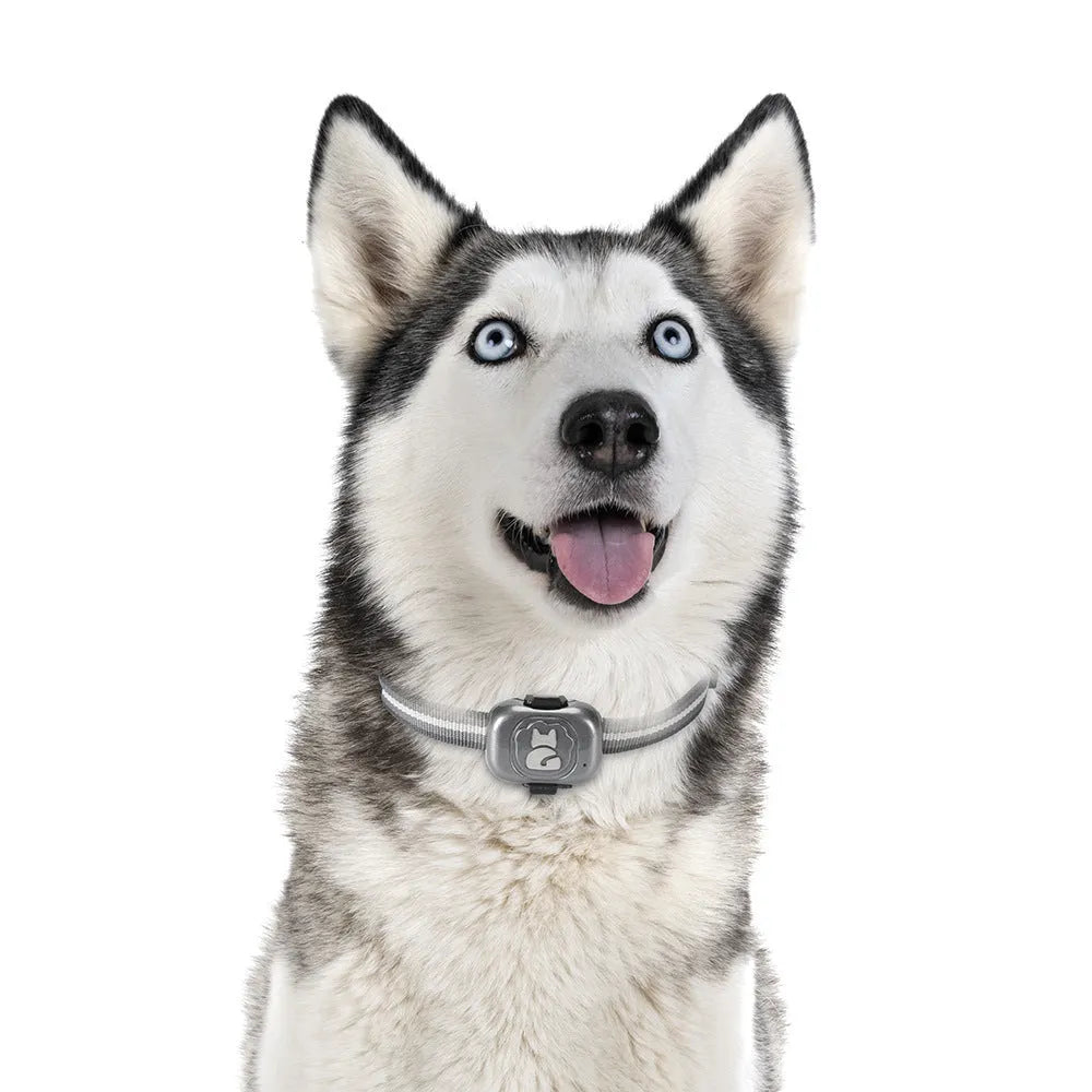 Black pet GPS locator tracker with hanging rope for attachment to dog or cat collars
