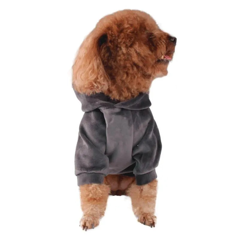 Blue hot dog dog costume on pet with grey background, available in sizes S to XXL
