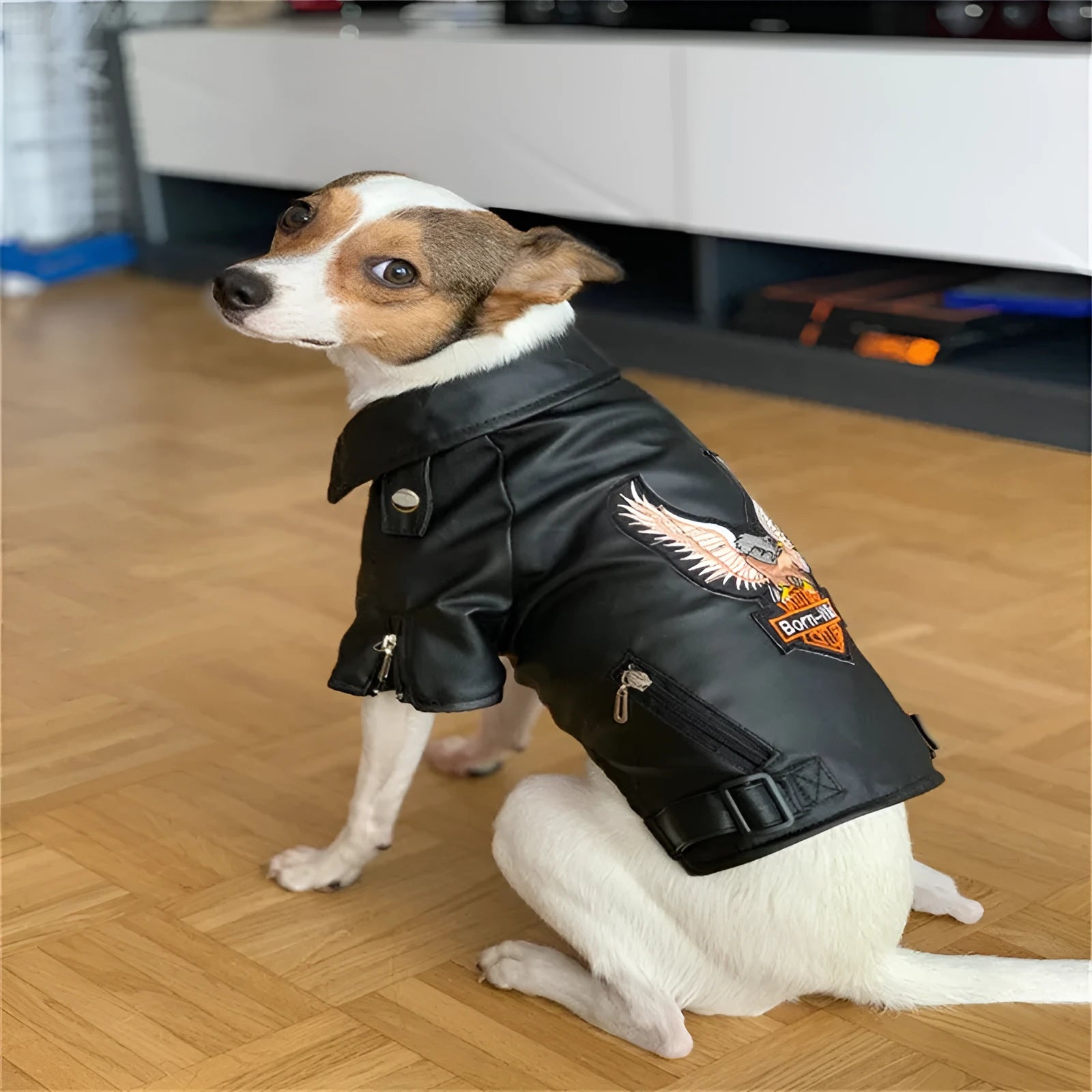 Small dog wearing a chocolate black faux leather jacket with embroidered eagle sticker on back