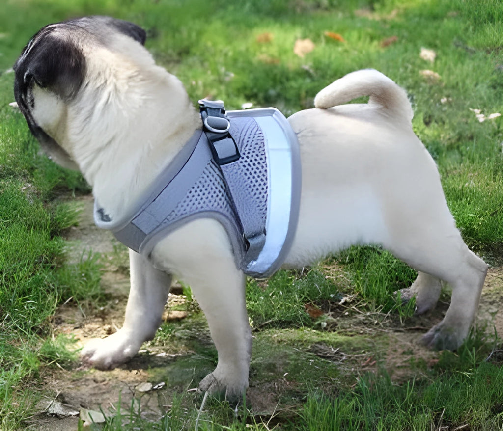 Dog harness and leash set in reflective mesh, black colour, with 1.2m lead, sizes S to XL