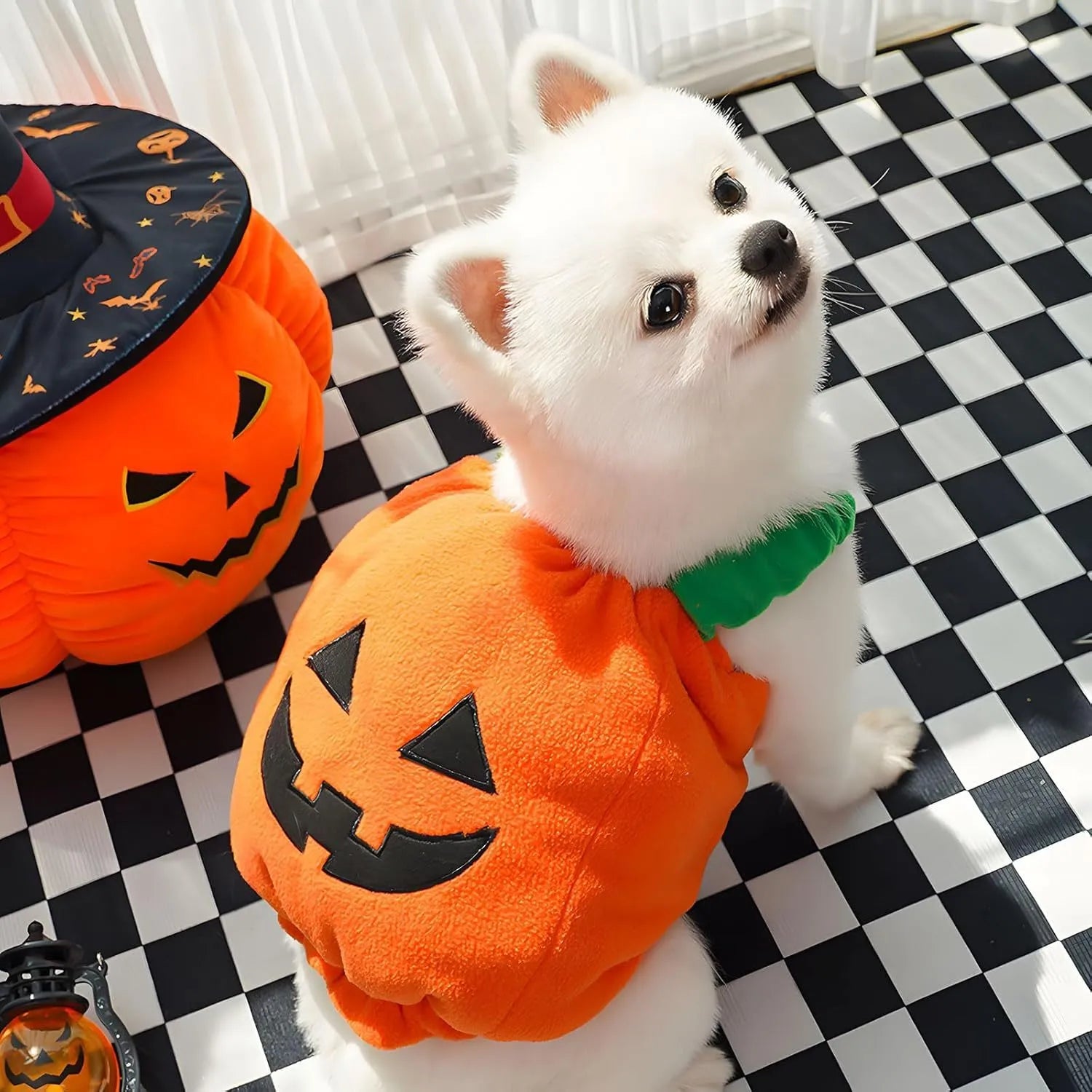 Orange plush pumpkin Halloween costume on small dog with stem decoration and pullover design