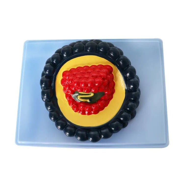 Black PVC virus biological model measuring 20cm long for medical education demonstrations