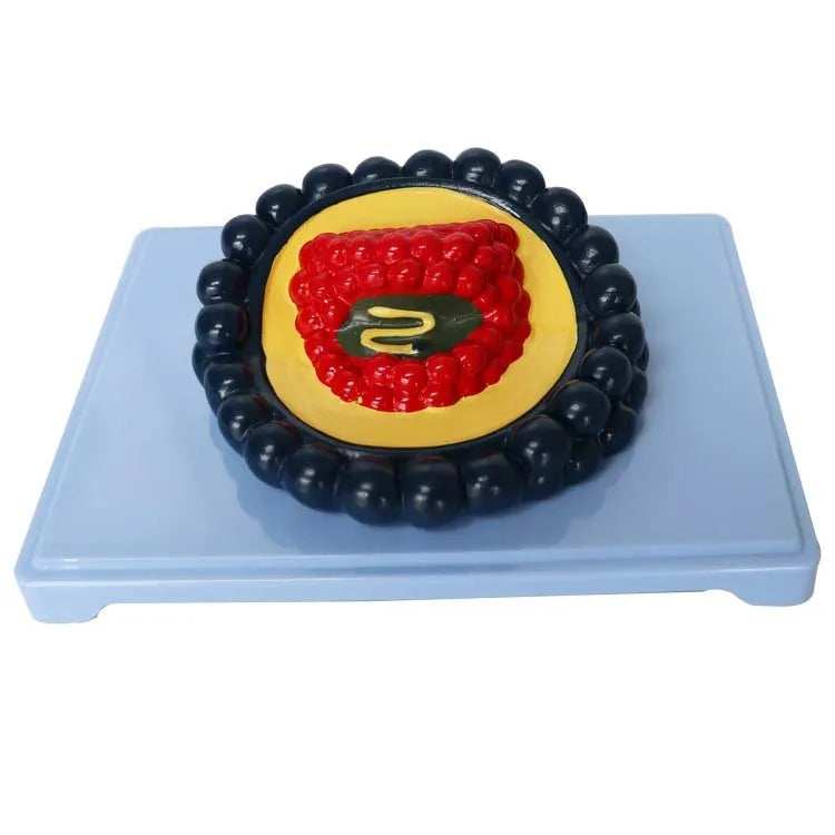 Black PVC virus biological model measuring 20cm long for medical education demonstrations