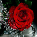 Hand-painted red rose oil painting on 40x50cm linen canvas with frameless design