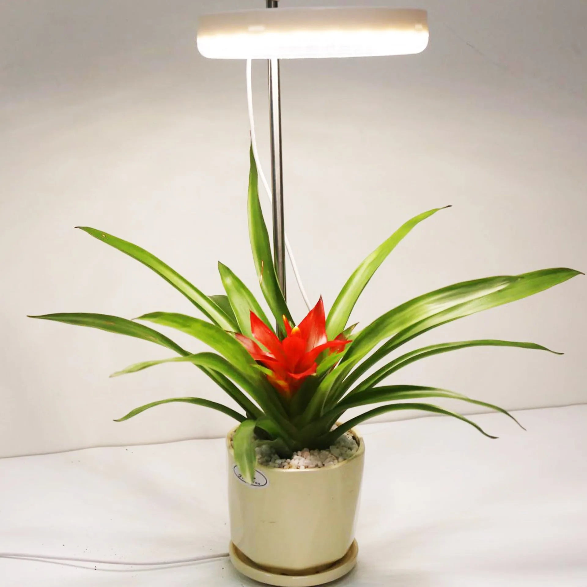 A white clamp-on plant growth lamp with an adjustable head, positioned next to small indoor potted plants on a desk.