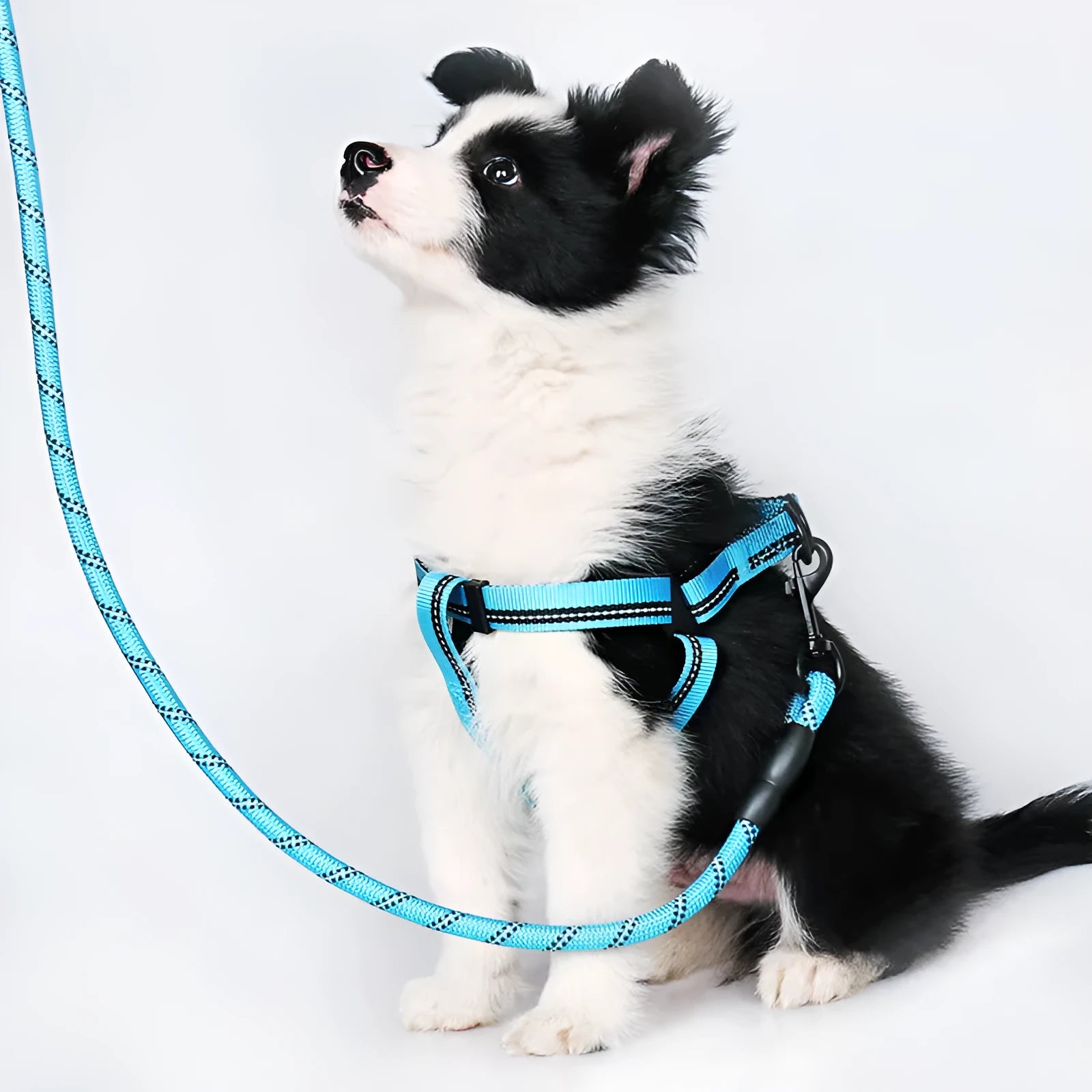 Nylon reflective dog leash with chest back harness in black, for small to medium dogs