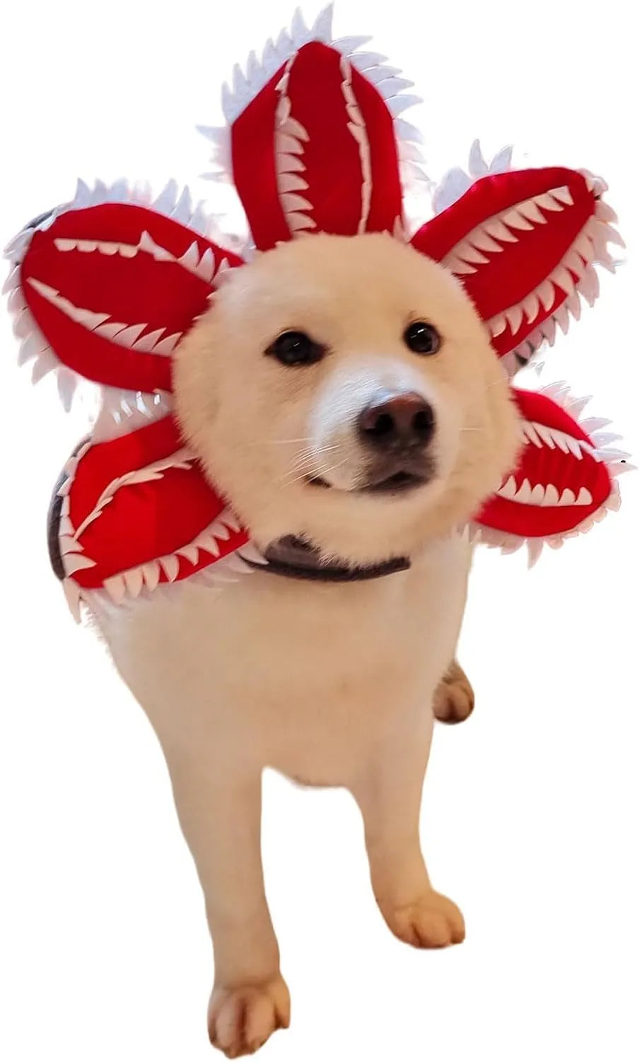 Dog wearing Halloween demon chomper hat costume with flower headband for medium-sized pets