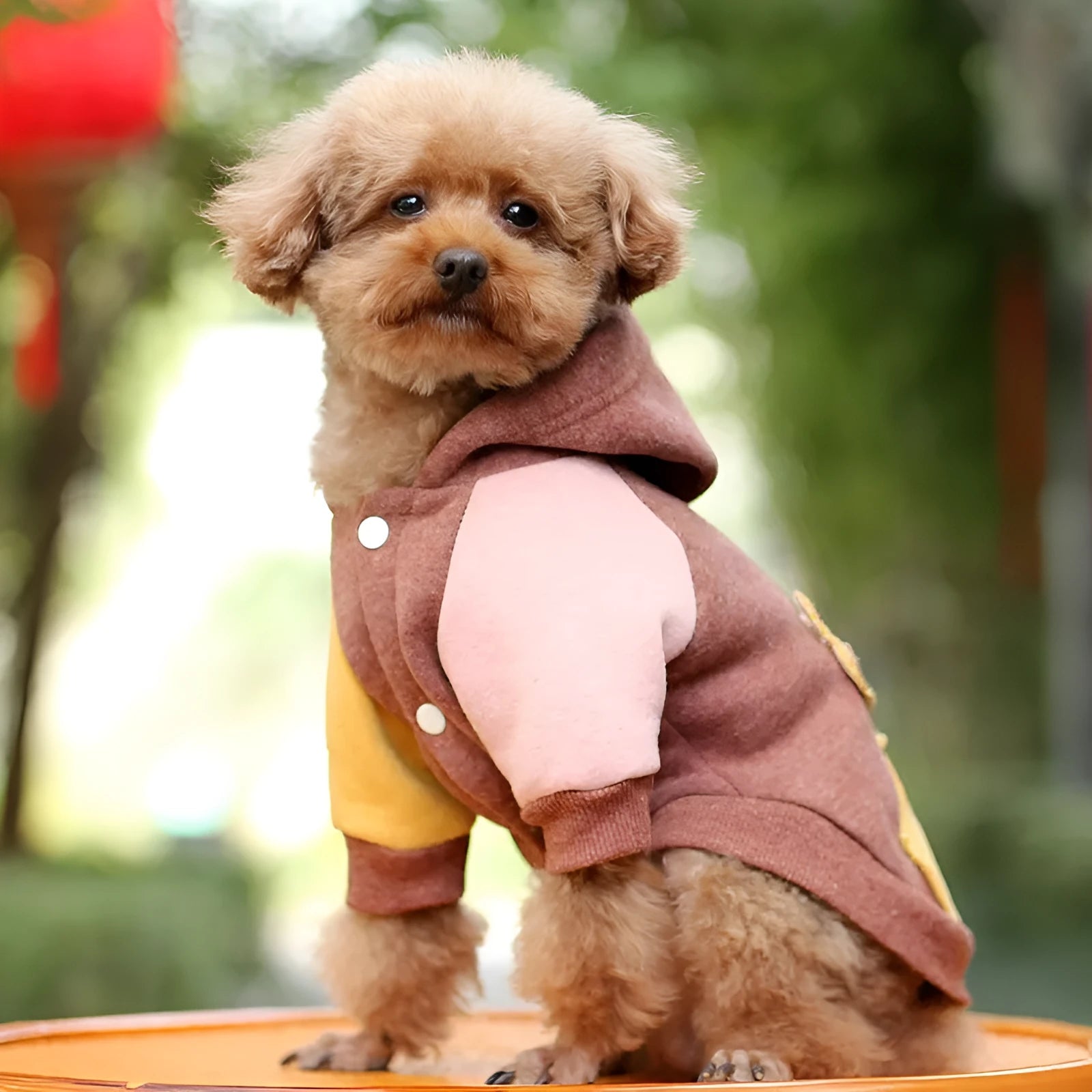 Brown cotton dog hoodie sweatshirt on a mannequin, showing hooded design.