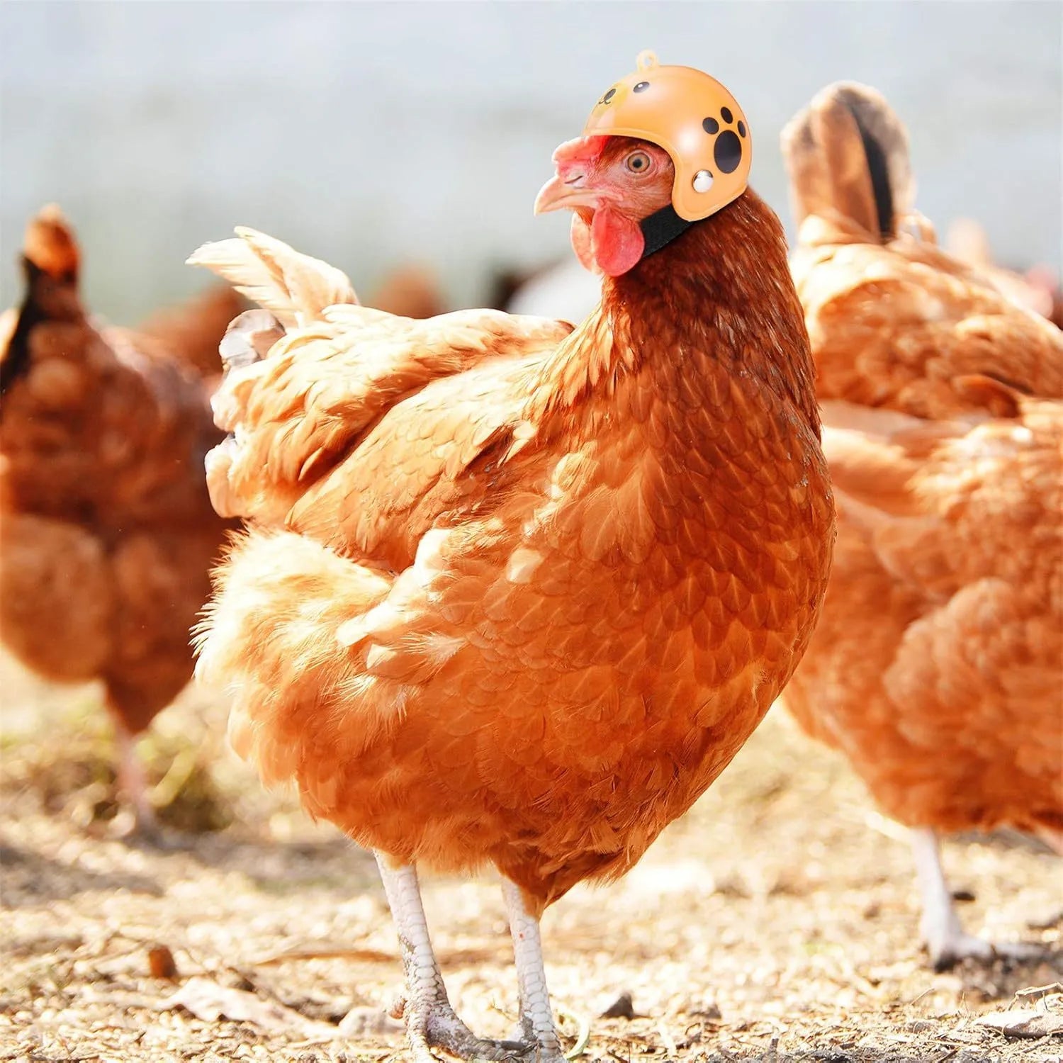 Adjustable PP plastic pet helmet for small chickens and birds with elastic bands and sponge lining