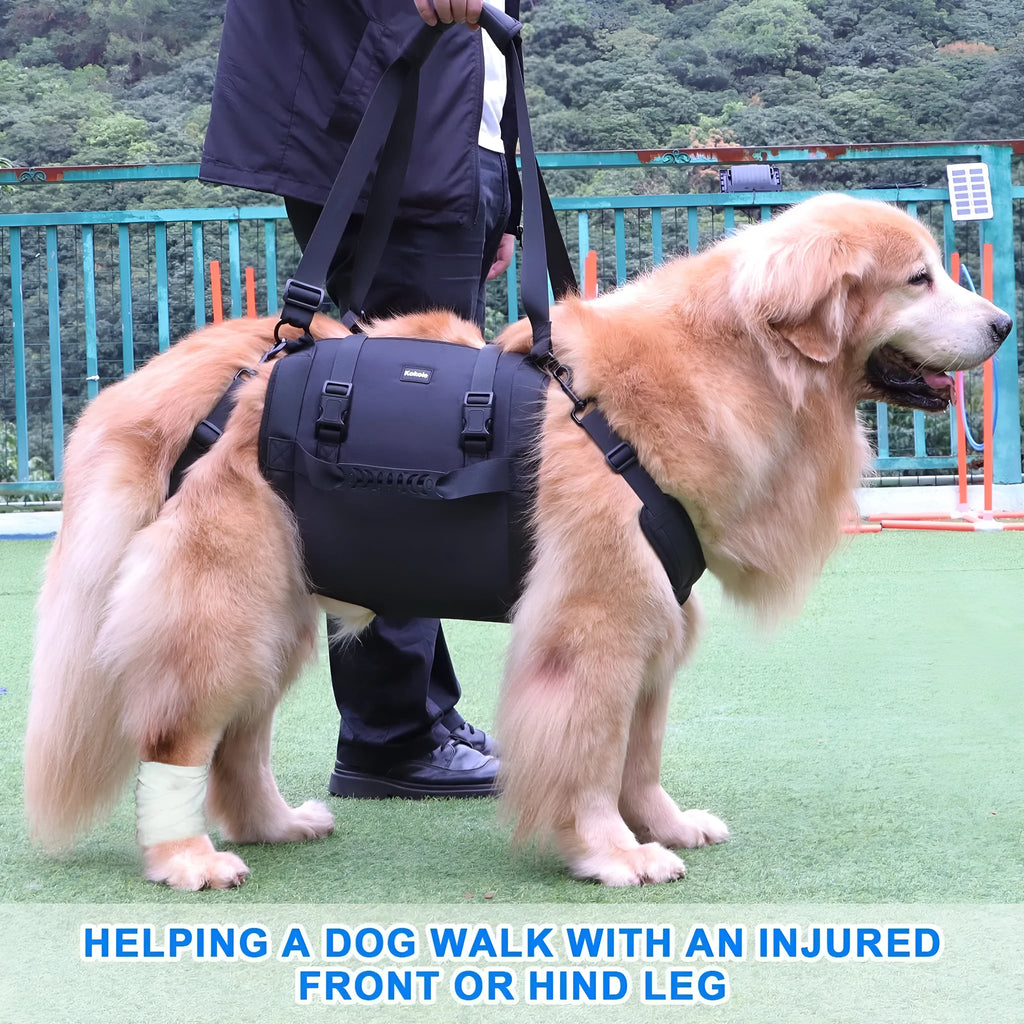 Black Oxford cloth dog harness shown on a dog, highlighting the chest strap and sizing options.