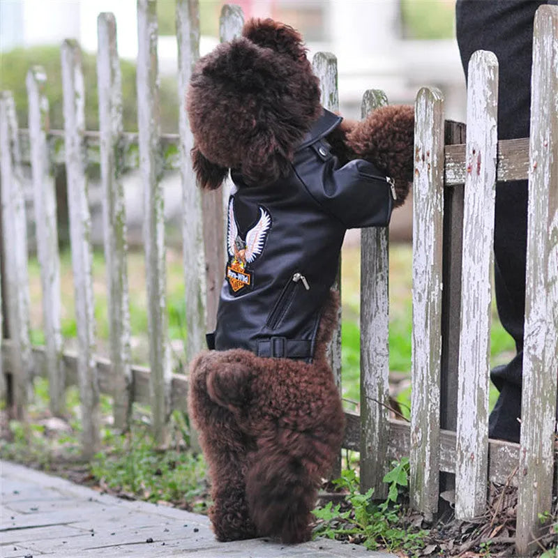 Small dog wearing a chocolate black faux leather jacket with embroidered eagle sticker on back