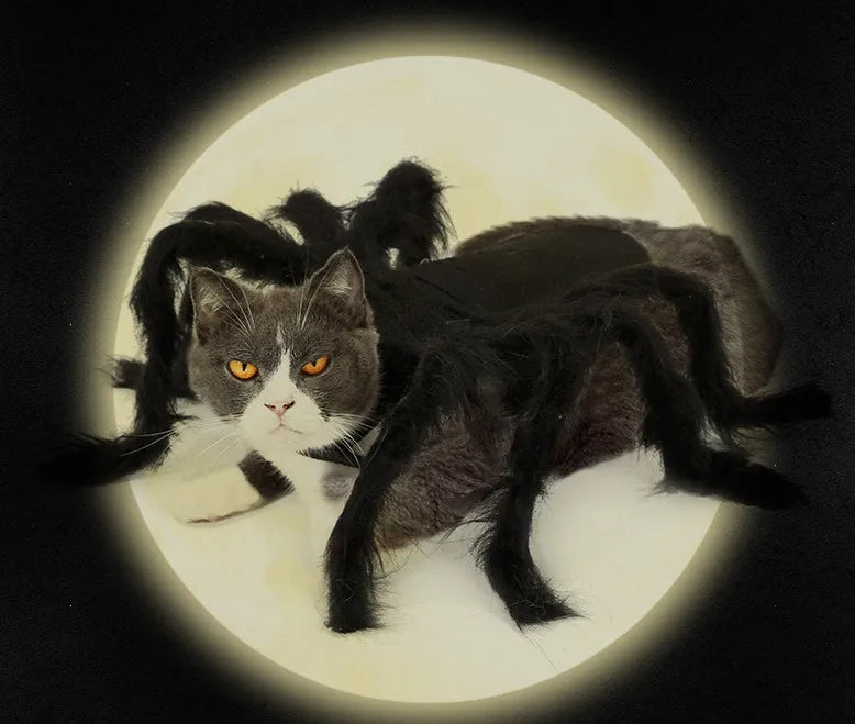 Black pet spider costume on dog made from felt cloth plush feather ribbon and hard paper for Halloween party