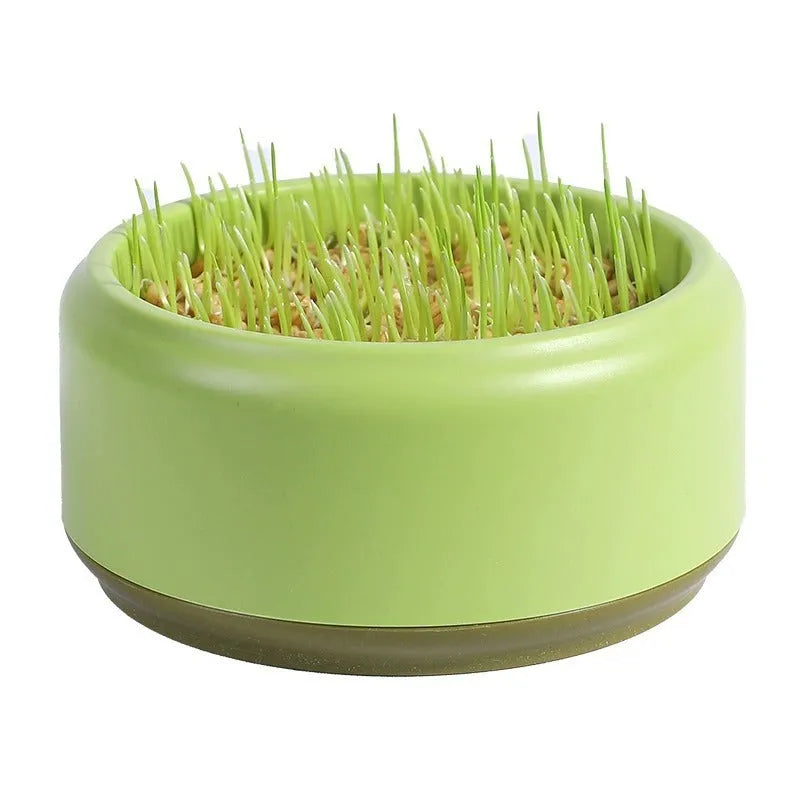 Hydroponic cat grass kit with plastic growing tray and wheatgrass seed packs for soilless indoor cultivation