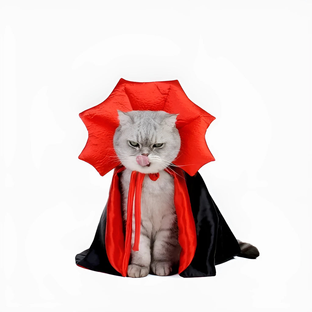 Black vampire cloak Halloween costume on a small dog or cat
