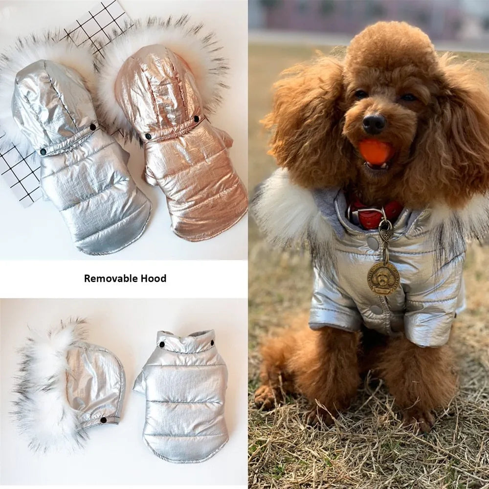 Thicken dog clothes in bright gold with large fur collar, cotton-padded winter coat for dogs