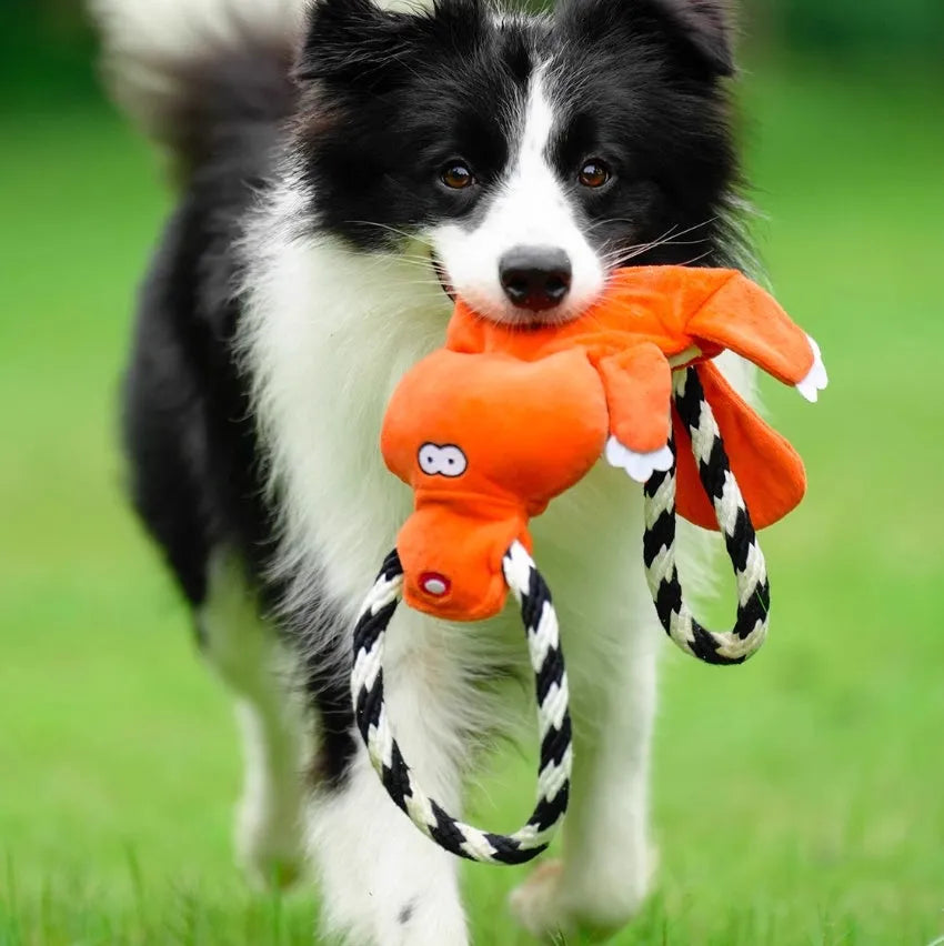 Two cotton string molar sound dog toys in suit colour on a surface