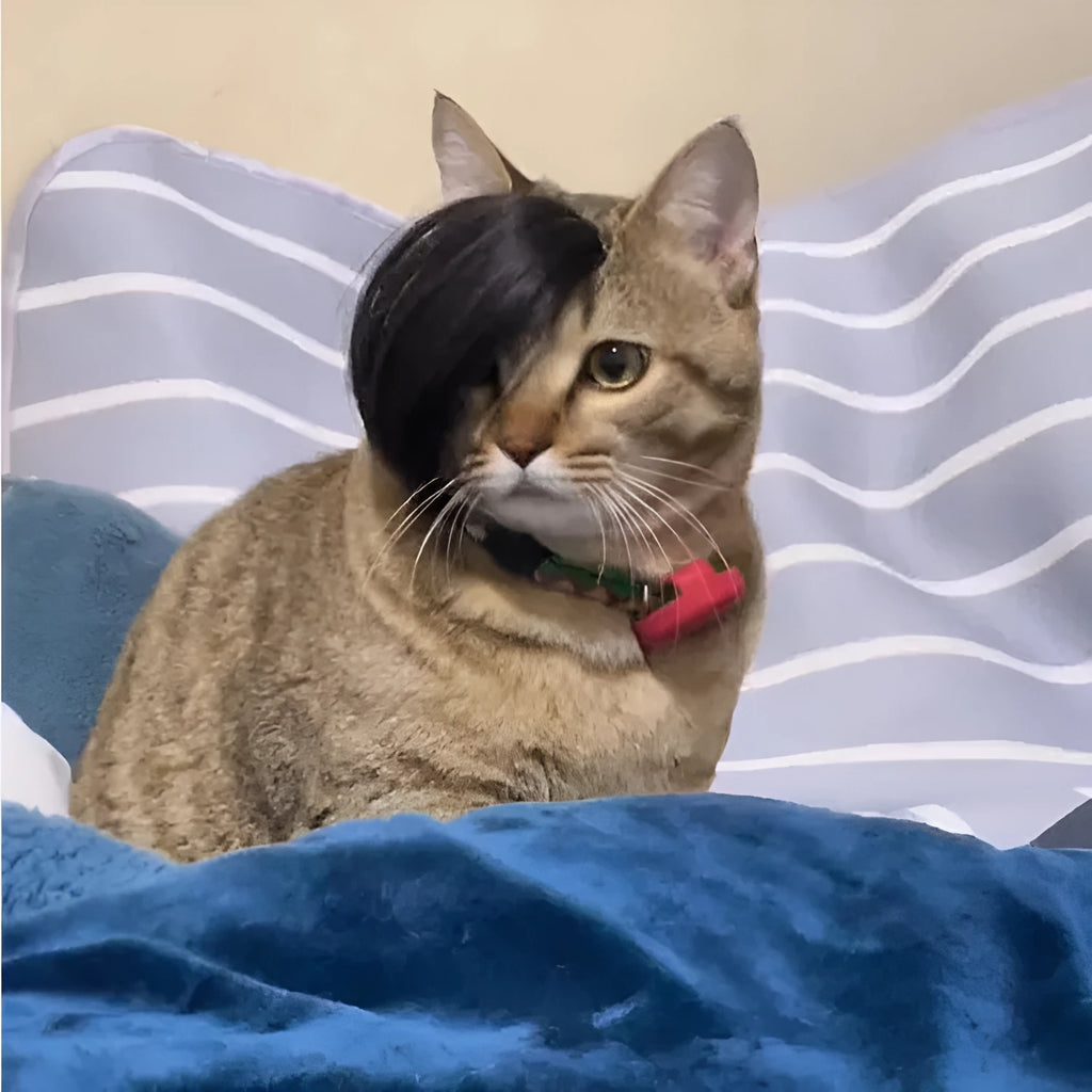 Black polyester cat wig with imitation braid for fox fancy dress costume.