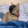 Black polyester cat wig with imitation braid for fox fancy dress costume.