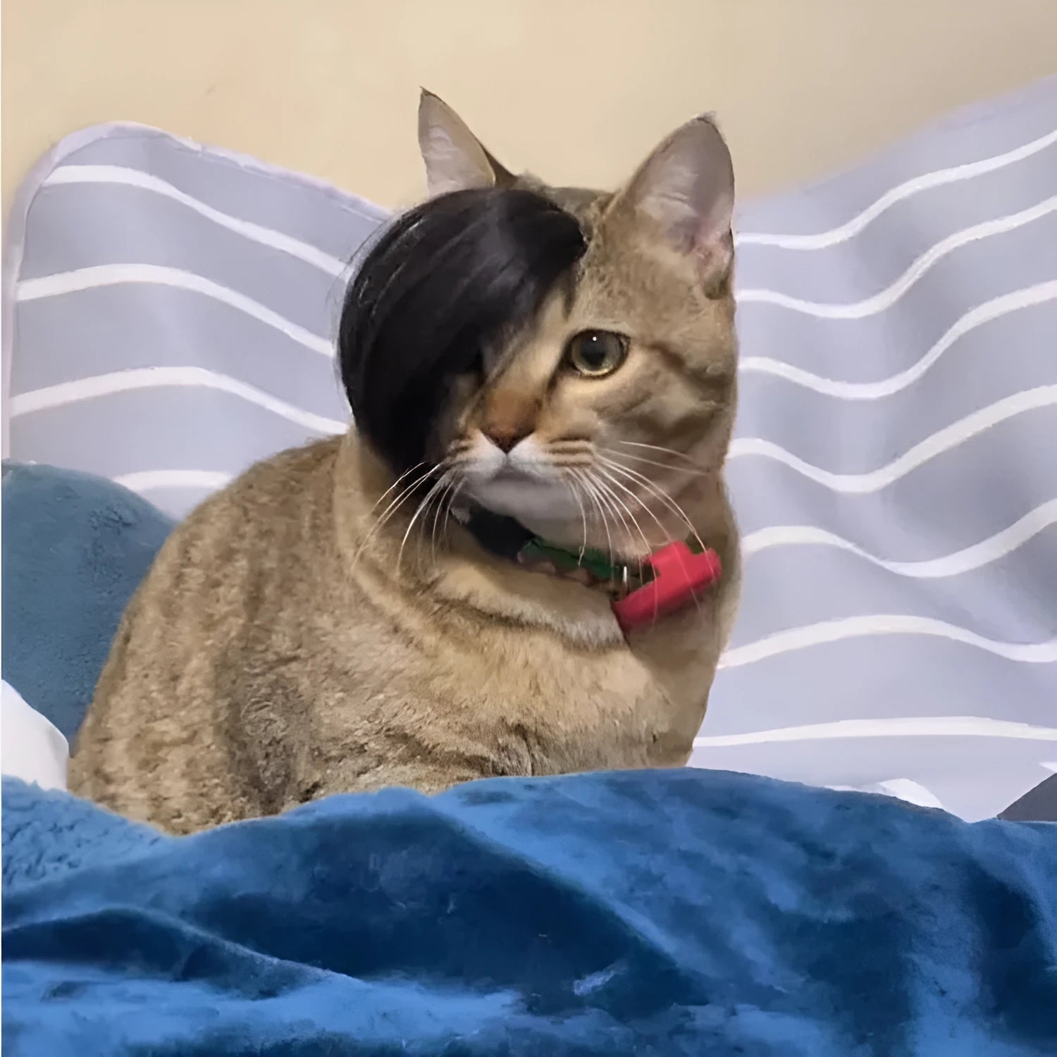Black polyester cat wig with imitation braid for fox fancy dress costume.
