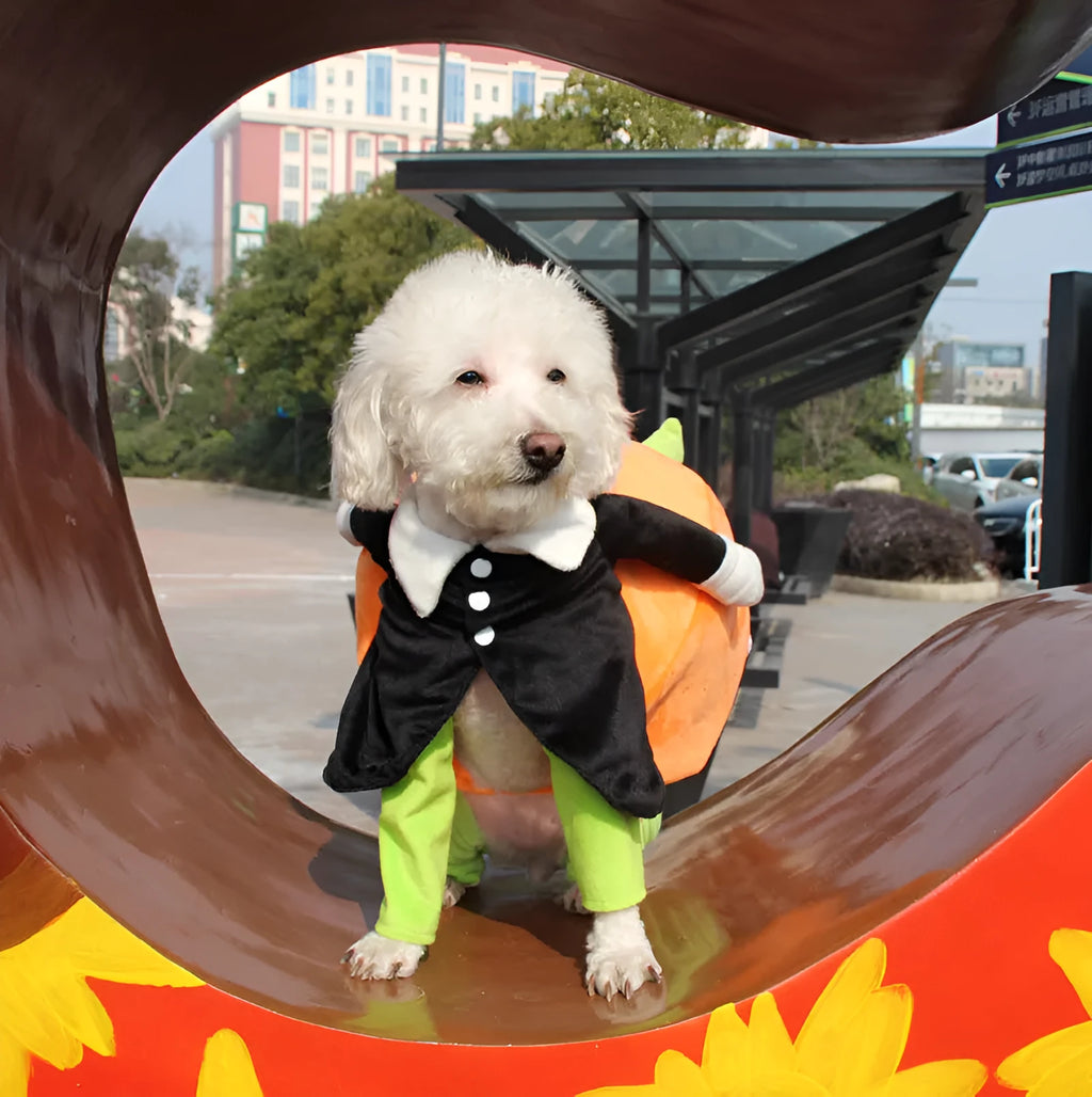 Black velvet Halloween pumpkin dog costume with size options from S to XXL for small to large dogs