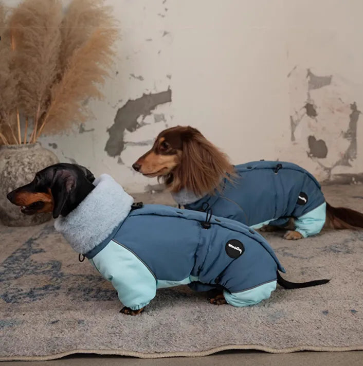 Dachshund in a Navy Blue thick cotton-padded four-leg jacket for autumn and winter, lambswool fabric