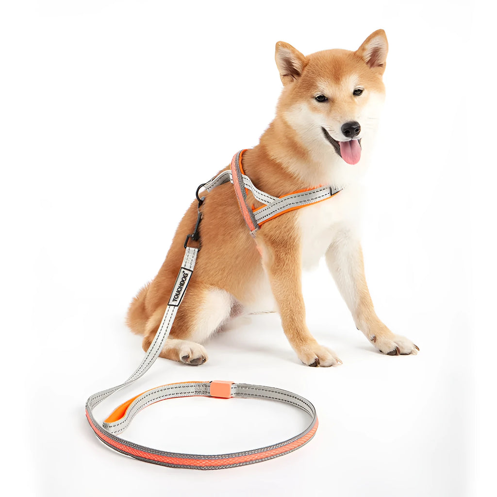 LED dog leash in nylon for medium dogs, colour as shown, with built-in light