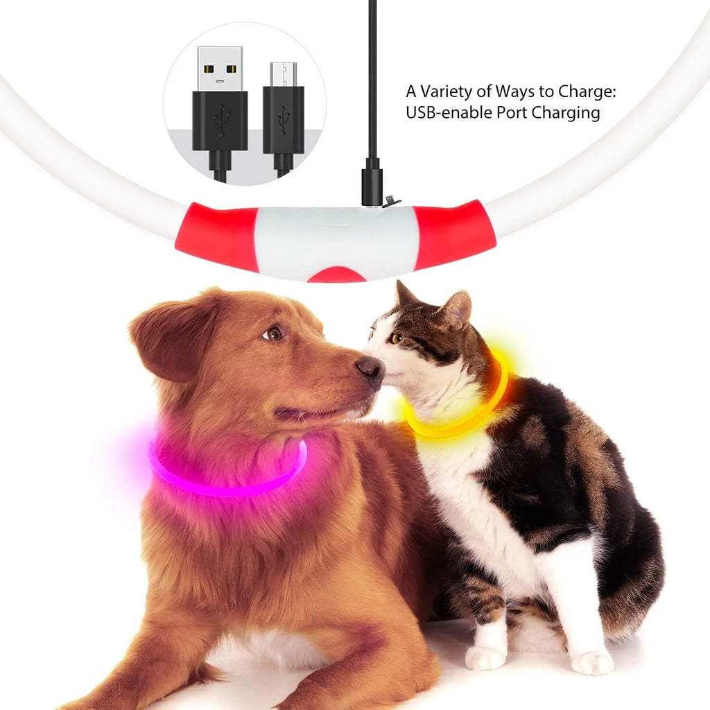 Blue USB-rechargeable LED dog collar glowing on a dog's neck at night.