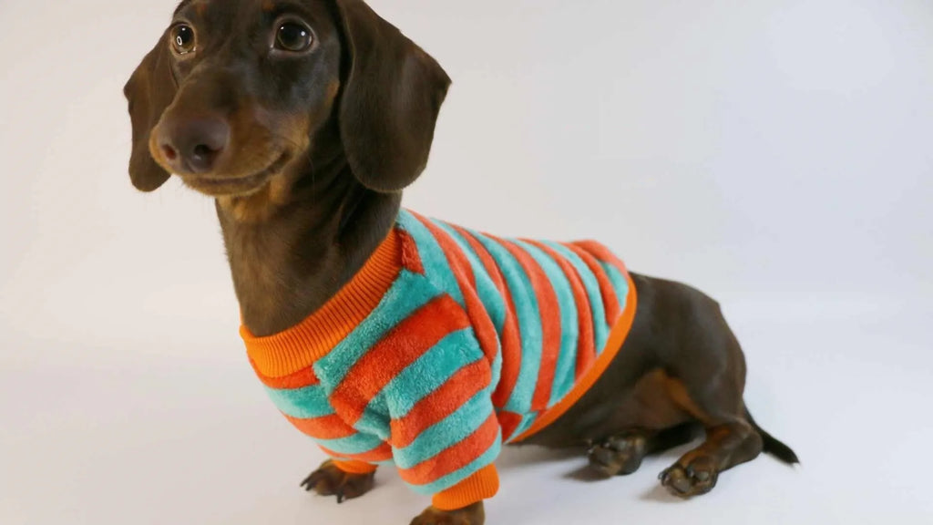 Striped round neck pet sweatshirt for dogs and cats in casual style