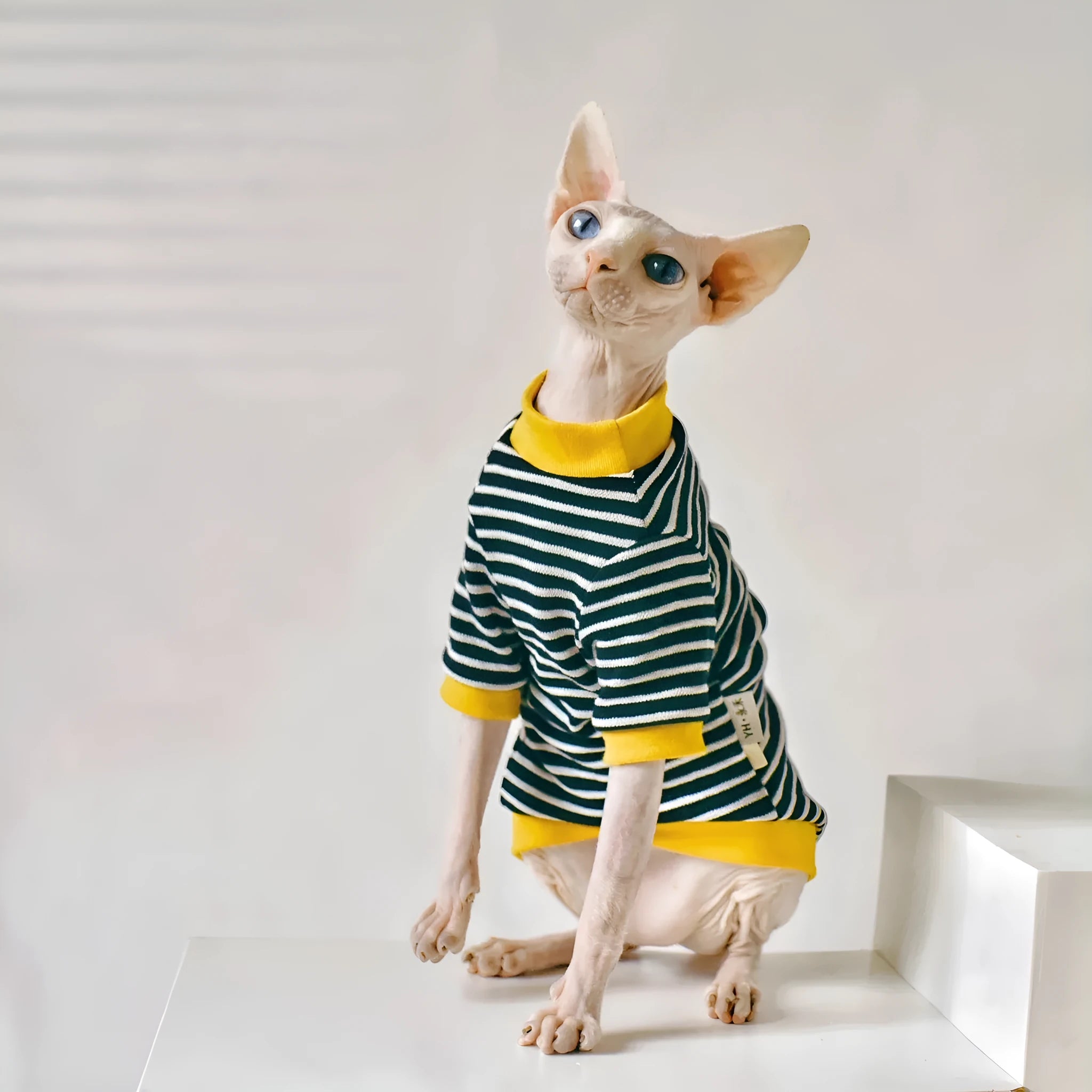 Black cotton top for Sphinx hairless cat in Europe America style, sizes XS-XXL