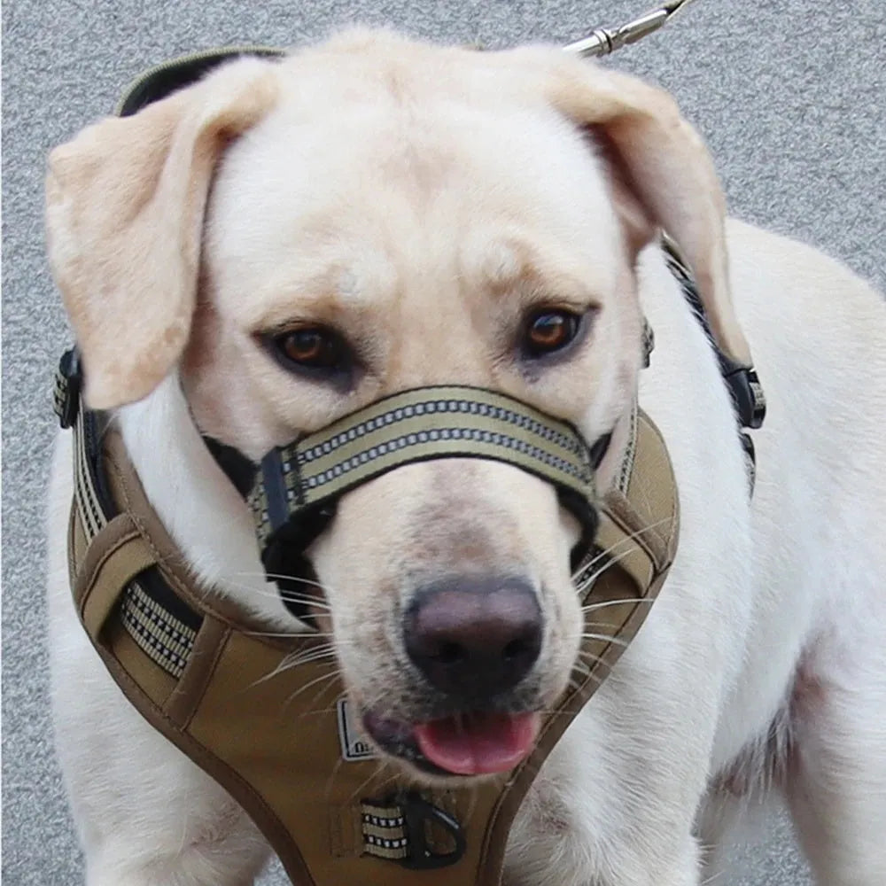 Adjustable reflective dog muzzle in blue shown on a large breed dog, with straps fastened.
