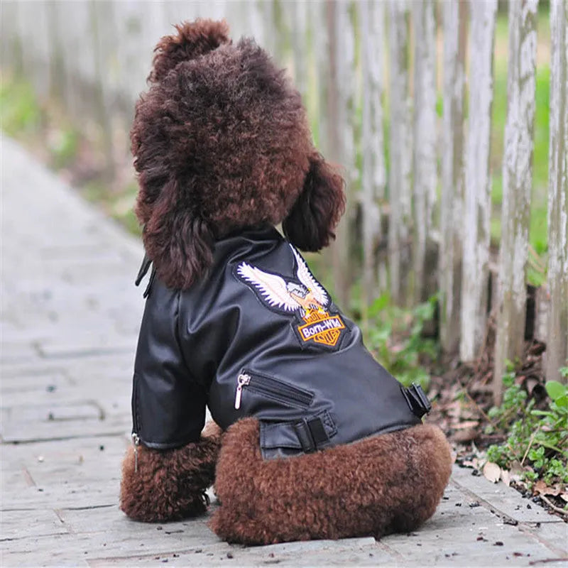 Small dog wearing a chocolate black faux leather jacket with embroidered eagle sticker on back