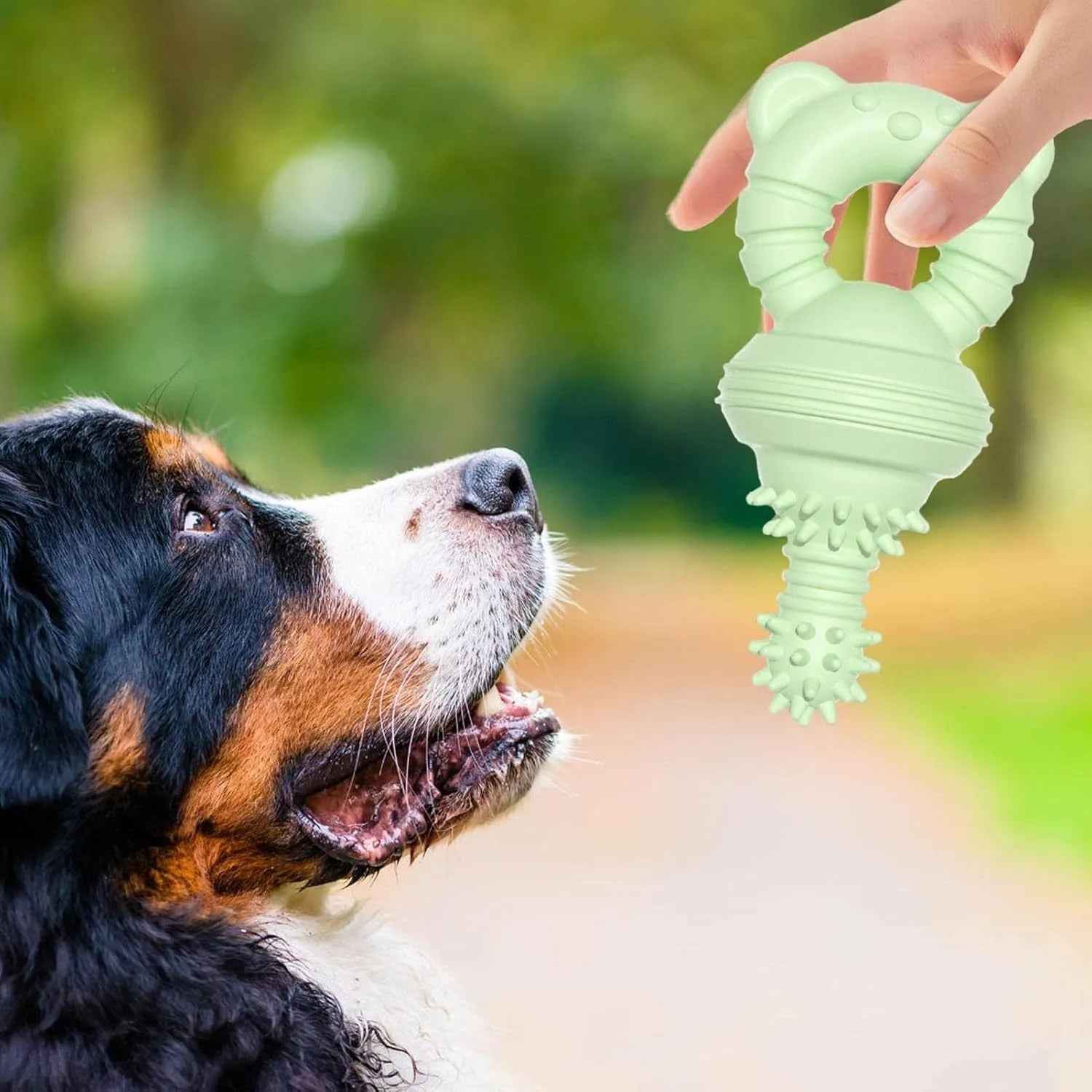 Blue rubber dog chew toy shaped like a molar with textured surface for teeth cleaning.