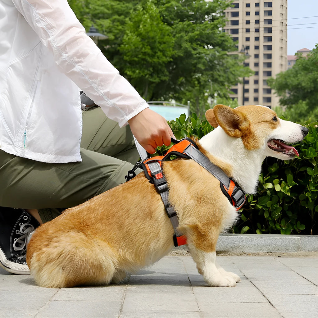 Adjustable polyester dog harness in multiple colours with chest strap and optional hand-holding rope