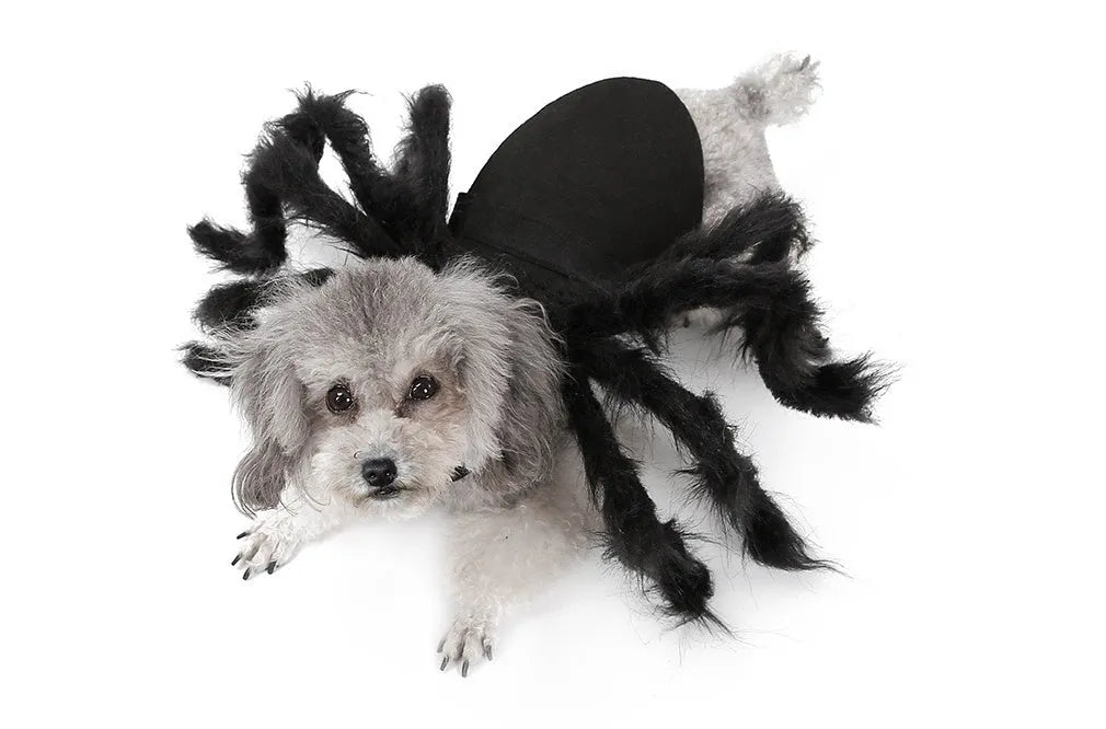 Black pet spider costume on dog made from felt cloth plush feather ribbon and hard paper for Halloween party