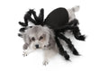 Black pet spider costume on dog made from felt cloth plush feather ribbon and hard paper for Halloween party