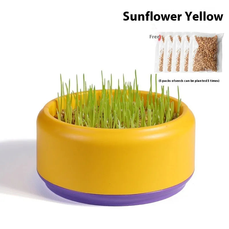 Hydroponic cat grass kit with five biodegradable cups in blue, green, and yellow colours.