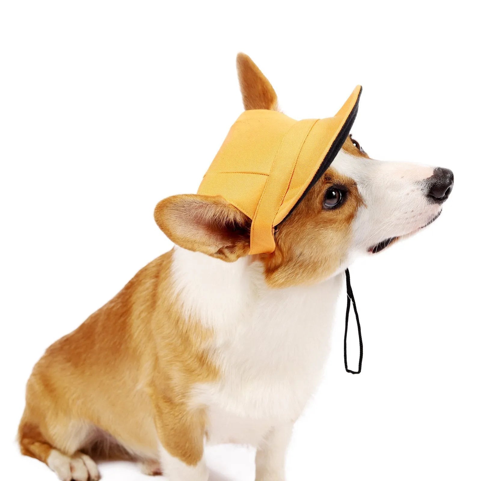 Dog wearing a baseball-style sun hat made of 63% cotton and 37% Terylene in a casual outdoor setting
