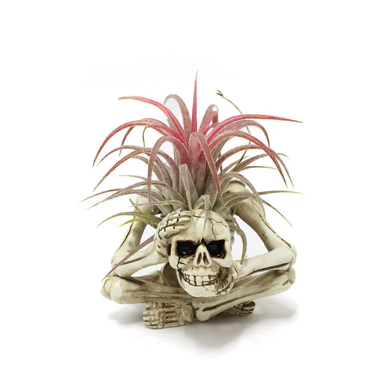 Gothic skull design resin Tillandsia bracket holding an air plant, showing its 12.5cm height.