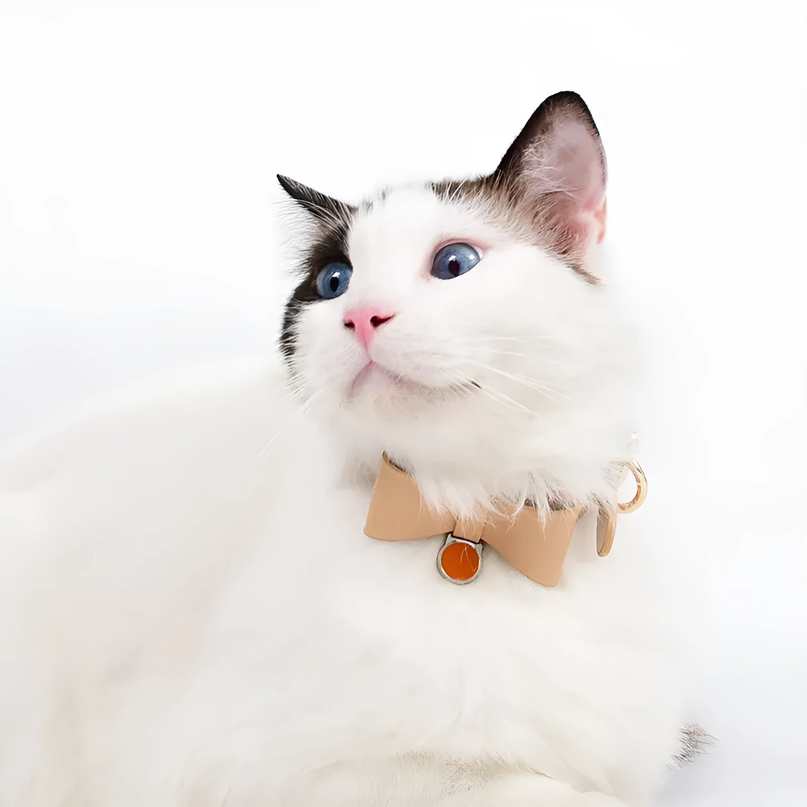 Leather cat collar in six colour options with adjustable strap for free size fitting