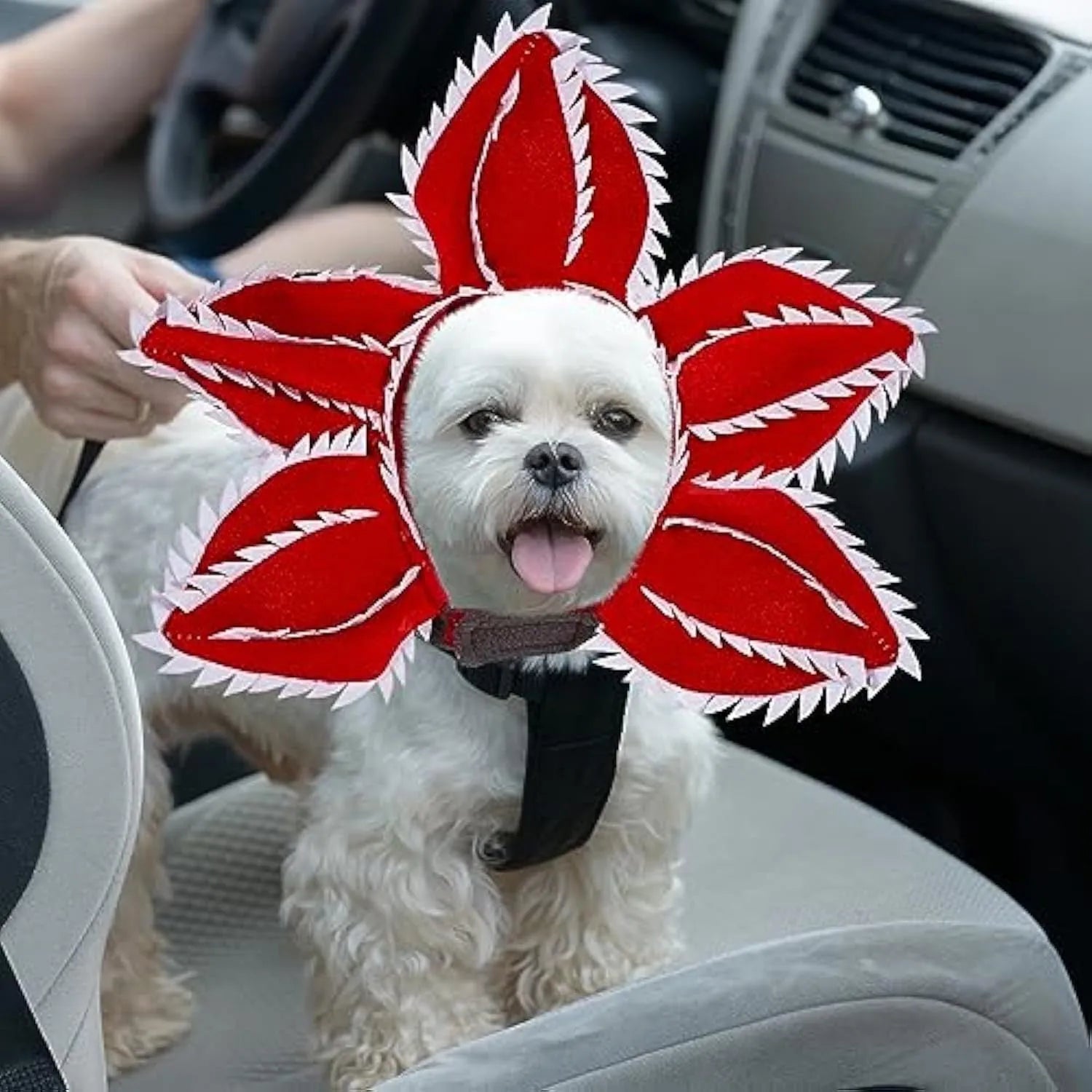 Dog wearing Halloween demon chomper hat costume with flower headband for medium-sized pets