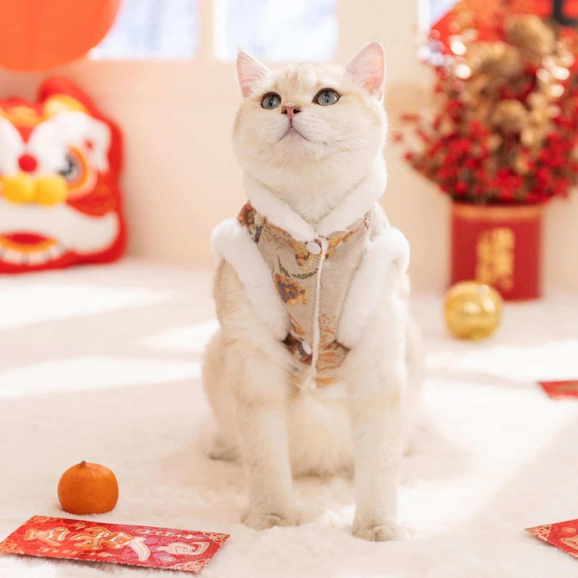 Pet Chinese New Year Tang suit coat with frog knot closure, brocade fabric, and fluffy fur trim on a small dog