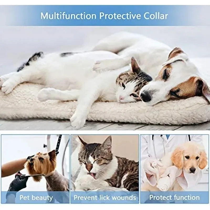 Blue inflatable recovery collar for a dog, showing soft cone alternative to plastic surgical collars.