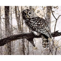 Owl digital painting kit showing canvas, acrylic paints and brushes for DIY home decoration